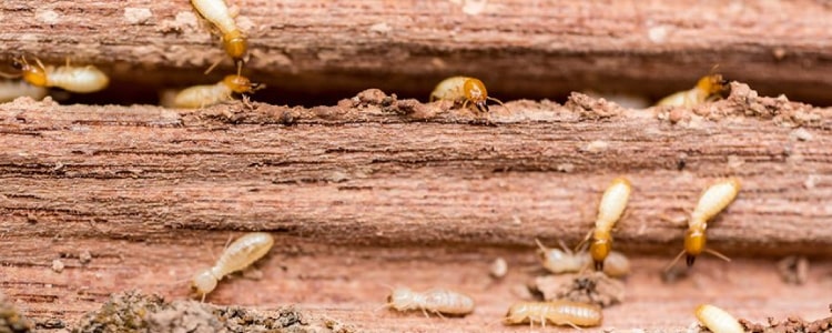 termite control bendigo